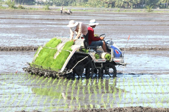 Nhân rộng canh tác lúa thông minh ảnh 1