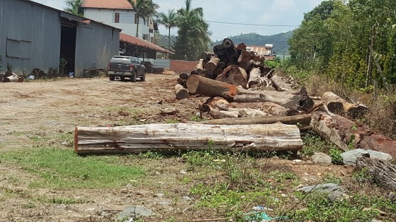 Bắt một Hạt trưởng Kiểm lâm liên quan Phượng "râu" ảnh 1