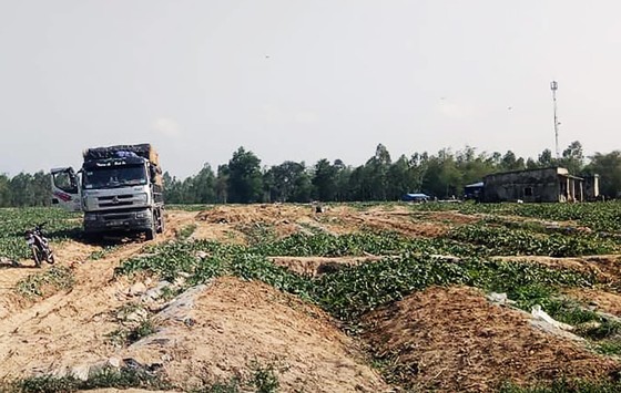 Chủ cho vay nặng lãi "vây" ruộng dưa của anh nông dân Bình Định để đòi nợ ảnh 1