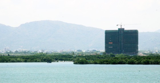 Rừng ngập mặn ven đầm Thị Nại đang bị băm nát ảnh 16