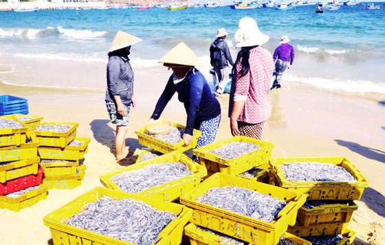 Biển gần bờ xuất hiện nhiều đàn cá, ngư dân Bình Định trúng lớn ảnh 2