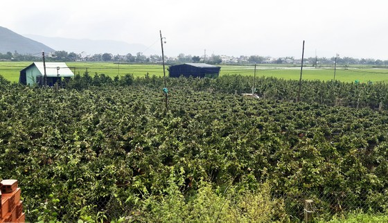 Vựa mai lớn nhất miền Trung đưa mai đi tránh bão ảnh 13