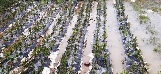 Vựa mai lớn nhất miền Trung đưa mai đi tránh bão ảnh 12