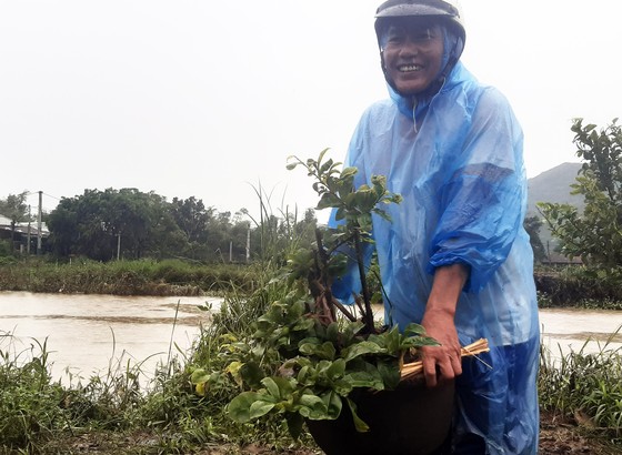 Vựa mai lớn nhất miền Trung đưa mai đi tránh bão ảnh 8