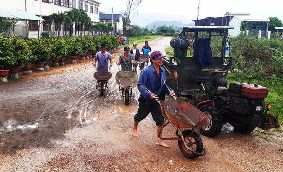 Vựa mai lớn nhất miền Trung đưa mai đi tránh bão ảnh 11