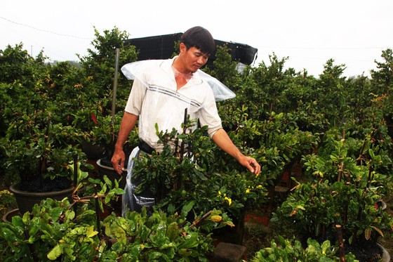 Vựa mai lớn nhất miền Trung đưa mai đi tránh bão ảnh 10