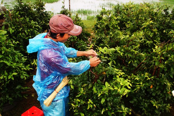 Vựa mai lớn nhất miền Trung đưa mai đi tránh bão ảnh 9