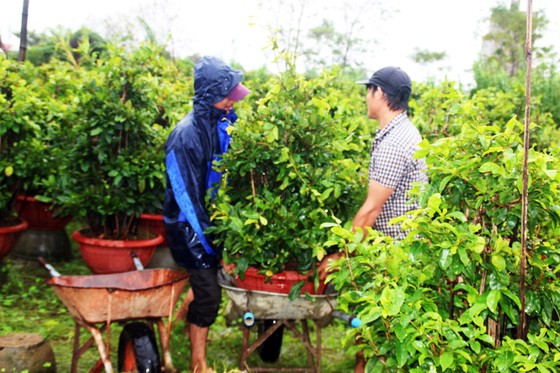 Vựa mai lớn nhất miền Trung đưa mai đi tránh bão ảnh 7