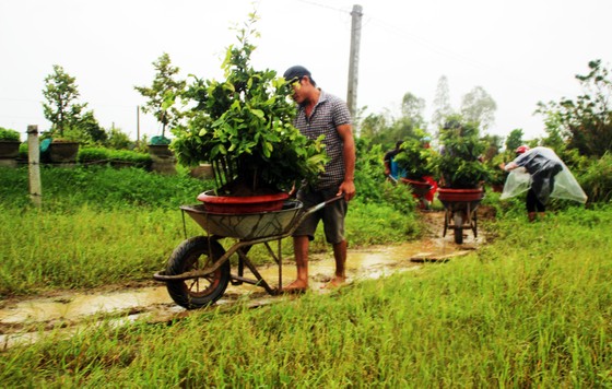 Vựa mai lớn nhất miền Trung đưa mai đi tránh bão ảnh 4