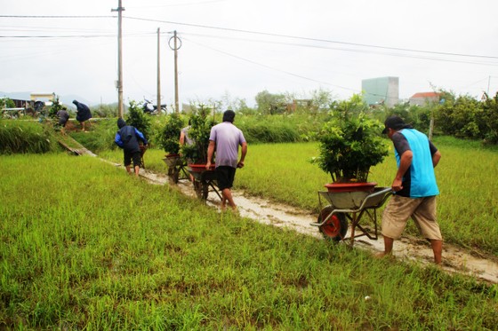 Vựa mai lớn nhất miền Trung đưa mai đi tránh bão ảnh 3