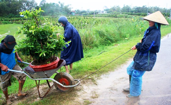 Vựa mai lớn nhất miền Trung đưa mai đi tránh bão ảnh 6