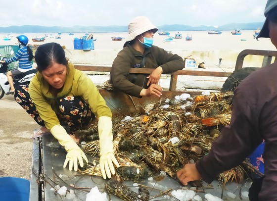 Người nuôi tôm hùm Sông Cầu trắng tay sau lũ ảnh 5