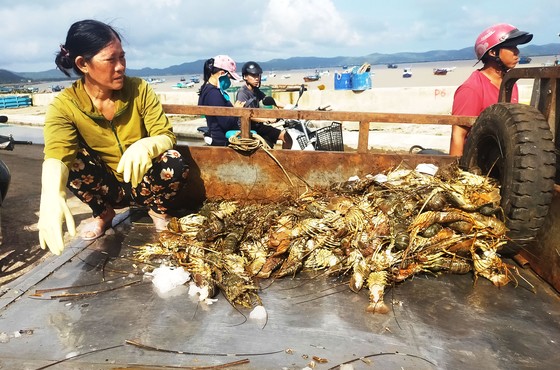 Người nuôi tôm hùm Sông Cầu trắng tay sau lũ ảnh 2