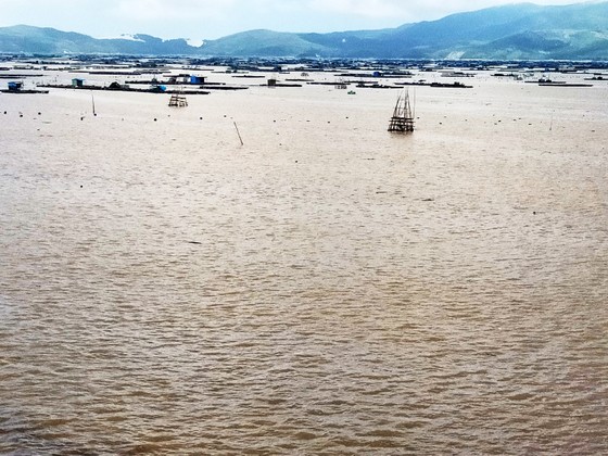 Người nuôi tôm hùm Sông Cầu trắng tay sau lũ ảnh 4