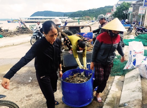 Người nuôi tôm hùm Sông Cầu trắng tay sau lũ ảnh 6