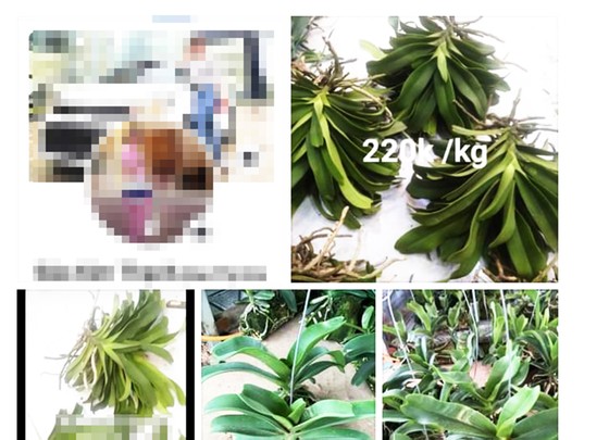 Người phụ nữ bán lan trên Facebook 26,5 tỷ đồng chưa đăng ký thuế ảnh 1