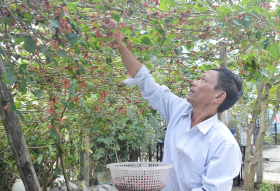 Làng nghề Quảng Nam rộn ràng đón tết ảnh 4