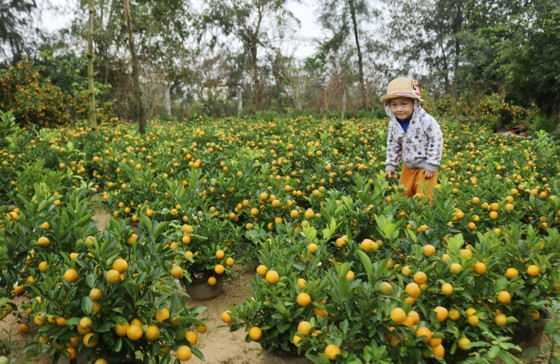 Làng nghề Quảng Nam rộn ràng đón tết ảnh 8