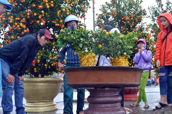 Rộn ràng Ngày hội quất cảnh Hội An ảnh 1