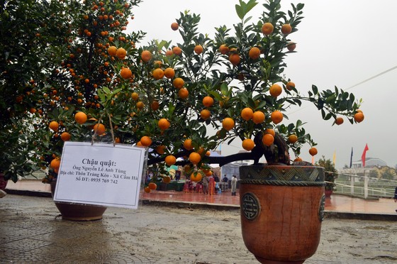 Rộn ràng Ngày hội quất cảnh Hội An ảnh 4