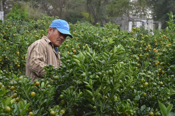 Quất tết được giá, nông dân Quảng Nam lại bất an vì thời tiết ảnh 2