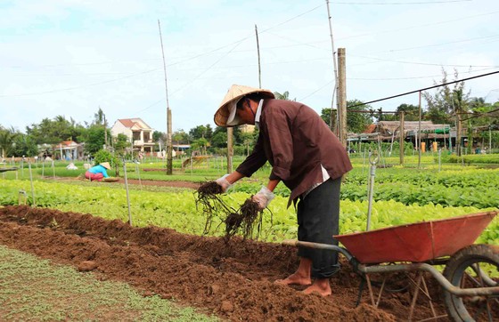 Đón đoàn khách du lịch xông đất Hội An đầu năm ảnh 5