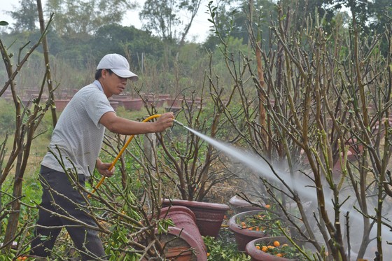 Vừa qua tết, chộn rộn thu mua quất 'xác' ảnh 6