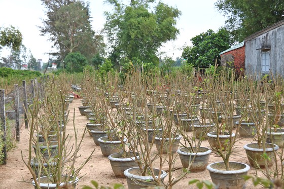 Vừa qua tết, chộn rộn thu mua quất 'xác' ảnh 7
