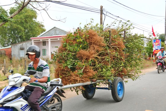 Vừa qua tết, chộn rộn thu mua quất 'xác' ảnh 1