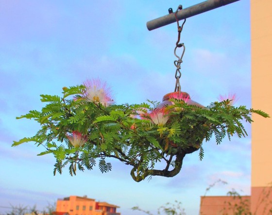 Khám phá vườn bonsai mọc ngược giữa phố ảnh 22
