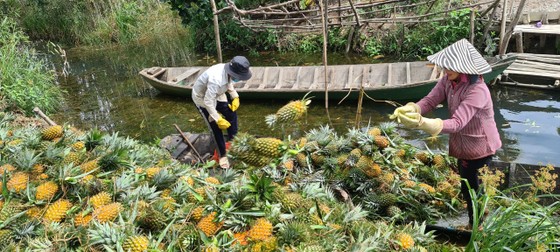 Nỗ lực tiêu thụ khóm chín trong vùng Đồng Tháp Mười ảnh 2