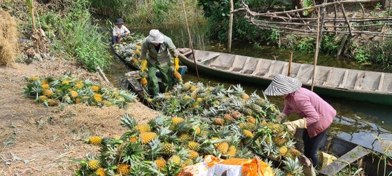 Nỗ lực tiêu thụ khóm chín trong vùng Đồng Tháp Mười ảnh 3
