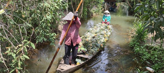 Nỗ lực tiêu thụ khóm chín trong vùng Đồng Tháp Mười ảnh 4