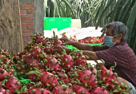 Thông luồng tiêu thụ 15.000 tấn thanh long tại Long An ảnh 1