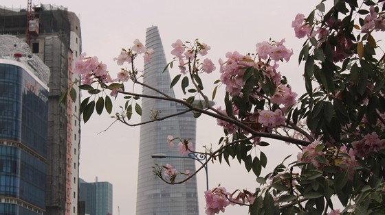 Hoa kèn hồng khoe sắc trên đại lộ ảnh 6