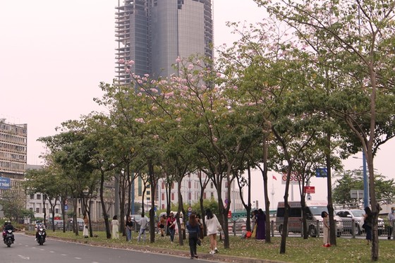 Hoa kèn hồng khoe sắc trên đại lộ ảnh 8