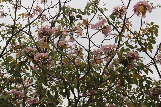 Hoa kèn hồng khoe sắc trên đại lộ ảnh 14