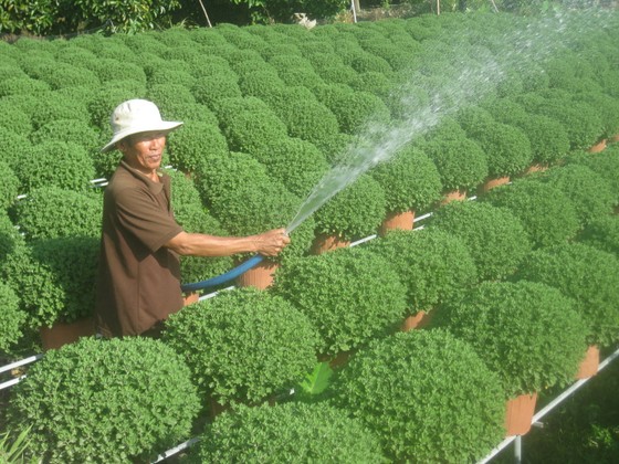 ĐBSCL: Hơn 10 triệu chậu hoa kiểng phục vụ tết 2018 ảnh 1