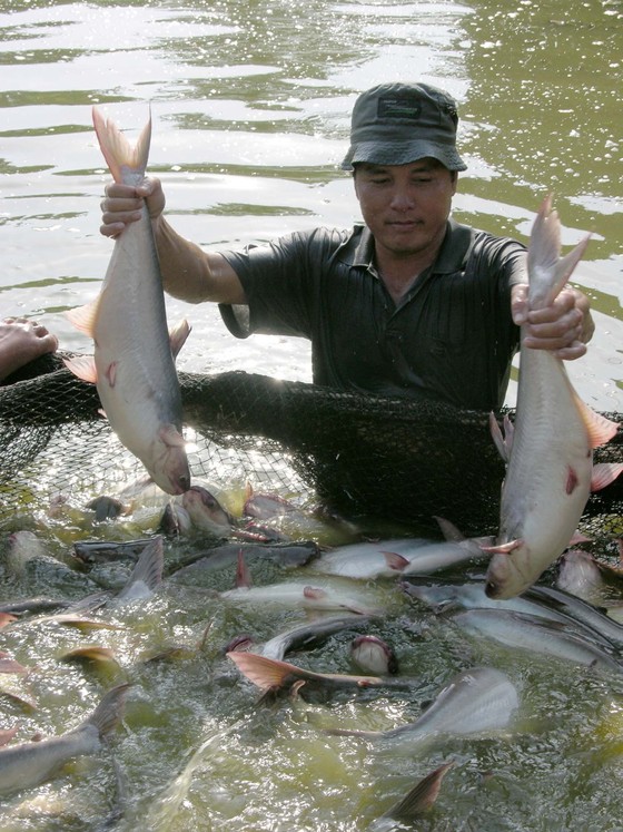 Người nuôi cá tra ở ĐBSCL thắng lớn ảnh 1