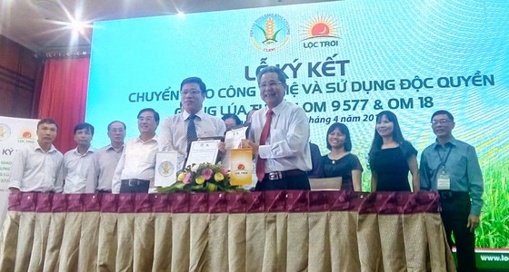 ĐBSCL: Chuyển giao 2 giống lúa mới chịu được độ mặn cao ảnh 1