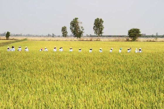 ĐBSCL: Chuyển giao 2 giống lúa mới chịu được độ mặn cao ảnh 2