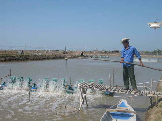 Khuyến cáo không tăng đàn heo, không “treo ao” tôm thẻ ảnh 1