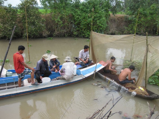 Đồng Tháp: Cấm khai thác thủy sản trong mùa sinh sản ảnh 1