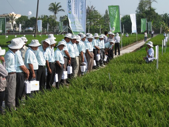 Xây dựng 30.000ha “cánh đồng lớn” gắn với nông dân ảnh 1