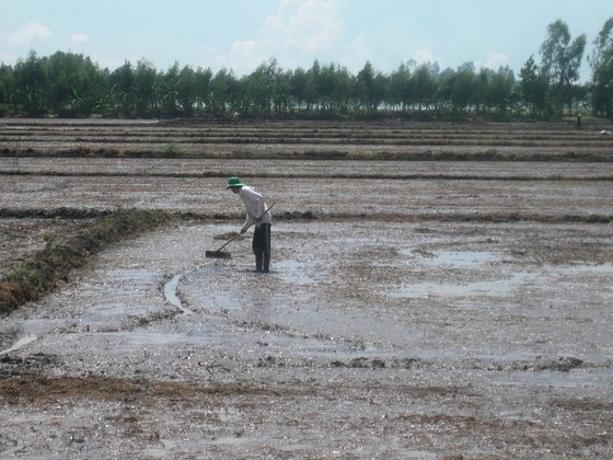 Lũ vượt báo động 2, nhiều nơi ngưng xuống giống lúa thu đông ảnh 4
