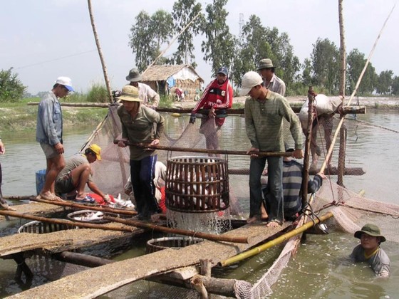 Giá cá tra bất ngờ giảm mạnh ảnh 1