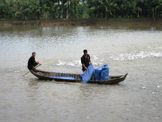 Giá cá tra bất ngờ giảm mạnh ảnh 2