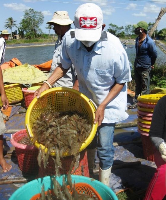 ĐBSCL: Tôm chết, giá giảm khiến người nuôi khốn đốn ảnh 1