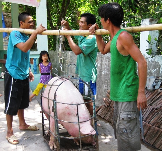 Đồng Tháp tiêu hủy 123.387 con heo bị bệnh ảnh 1