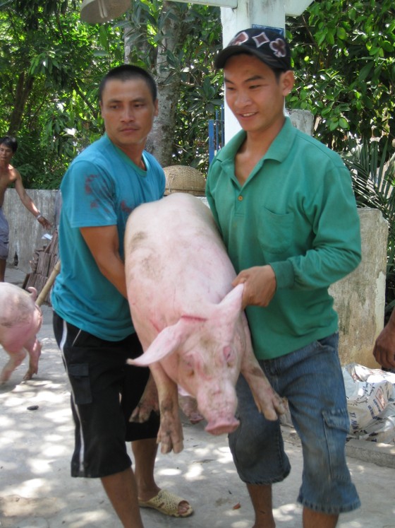 ĐBSCL: Heo hơi tăng kỷ lục, người nuôi không có để bán ảnh 1